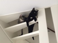 Typische dingen met katten in huis